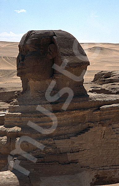 Große Sphinx von Gizeh: Statue, Bild-Nr. Grßansicht: 560a/43