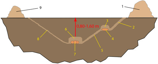 Bau des Heliocopris delone